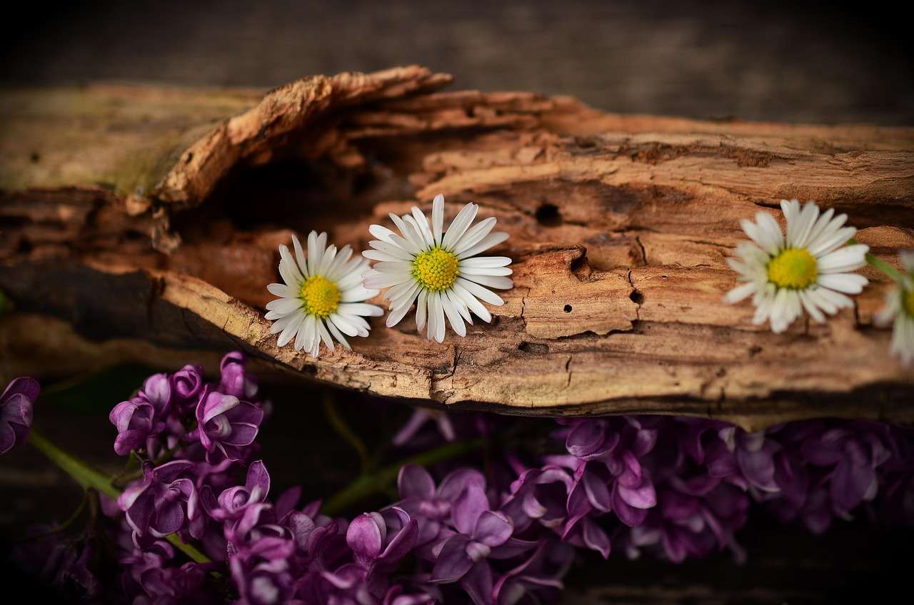 daisy, lilac, wood, beautiful flowers, flowers, nature, bloom, flower wallpaper, blossom, flower background, weathered wood, old wood, cracked wood, decorative, decoration
